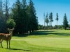 Morningstar Golf Club