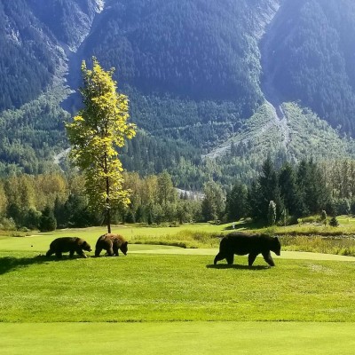 bc golf wildlife