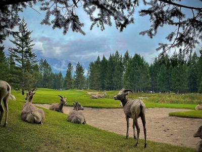 wildlifebc